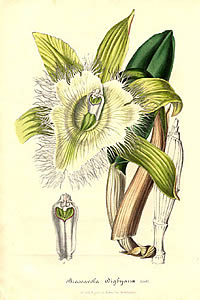 Rhyncholaelia digbyana