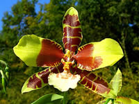 Rossioglossum grande 
