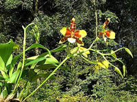 Rossioglossum grande 