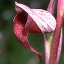 Serapias x todaroi 