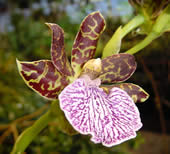 Zygopetalum hybrid 