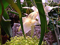 Angraecum magdalenae