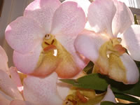 Ascocenda Tubtim Velvet