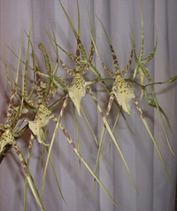 Brassia rex