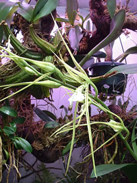 Brassia verrucosa