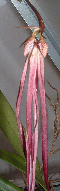 Bulbophyllum antenniferum