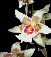 Bellara Tahoma Glacier Green