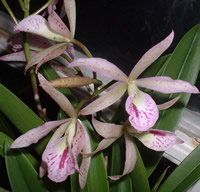 Brassocattleya hybrid
