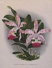Cattleya Calummata Bleu 'Grignani'