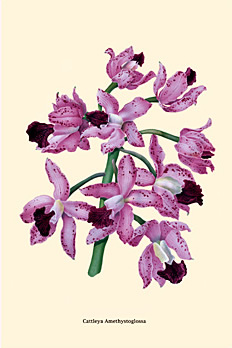 Cattleya amethystoglossa