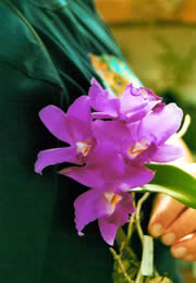 Cattleya bowringianahybrid