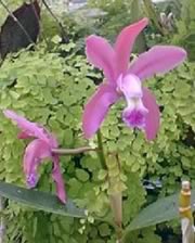 Cattleya braziliensis