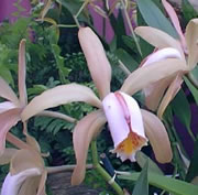 Cattleya forbesii