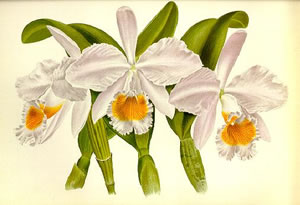 Cattleya gaskelliana