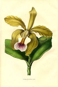 Cattleya granulosa 