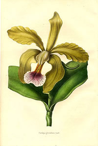 Cattleya granulosa