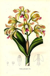 Cattleya guttata 