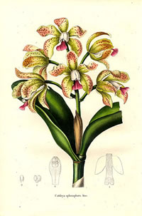 Cattleya guttata