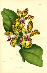 Cattleya guttata var. marmorata
