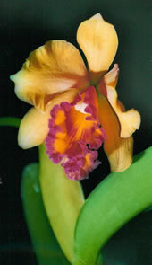 Cattleya hybrid 
