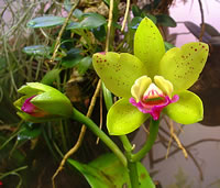 Cattleya hybrid
