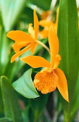Cattleya hybrid 