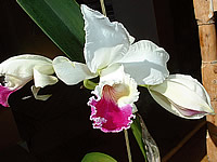 Cattleya mendelii