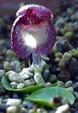 Corybas oidentifierad art