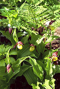 Cypripedium calceolus