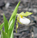 Cypripedium candidum