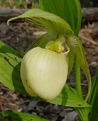 Cypripedium fasciolatum