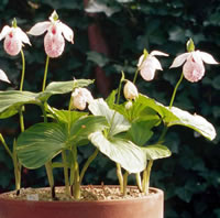Cypripedium formosanum