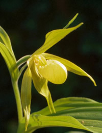 Cypripedium henryi