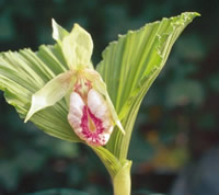 Cypripedium japonicum