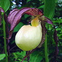 Cypripedium kentuckiense