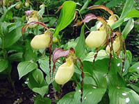 Cypripedium kentuckiense