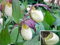 Cypripedium kentuckiense