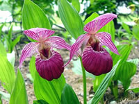 Cypripedium macranthos
