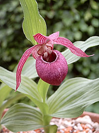 Cypripedium macranthos var. kamanashi
