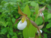 Cypripedium montanum