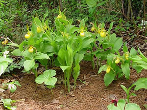 Cypripedium parviflorum var. pubescens