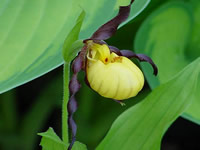 Cypripedium parviflorum var. makasin