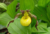 Cypripedium parviflorum var. parviflorum