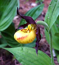 Cypripedium parviflorum var. parviflorum