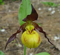Cypripedium parviflorum var. parviflorum