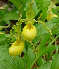 Cypripedium parviflorum var. pubescens