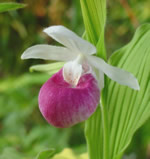 Cypripedium reginae