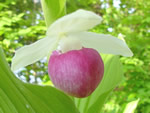 Cypripedium reginae