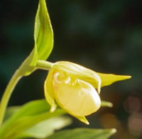 Cypripedium segawai