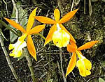 Epidendrum art 